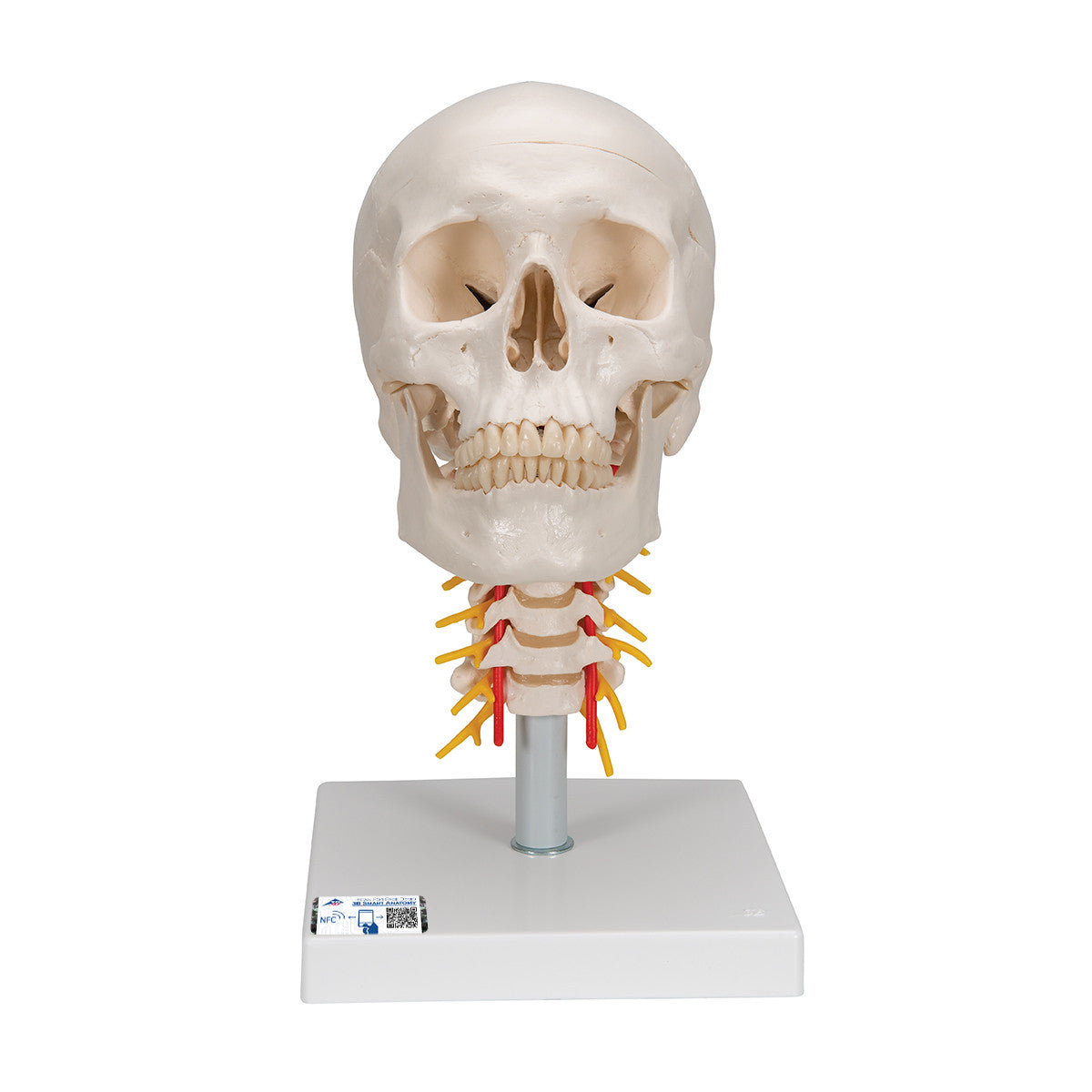 Human Skull with Cervical Spine, 4 part | 3B Scientific A20/1