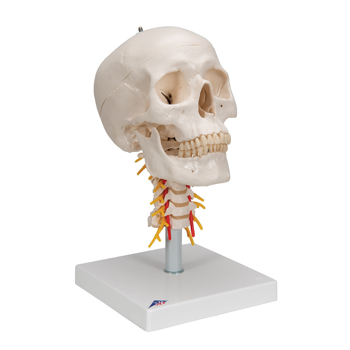 Human Skull with Cervical Spine, 4 part | 3B Scientific A20/1
