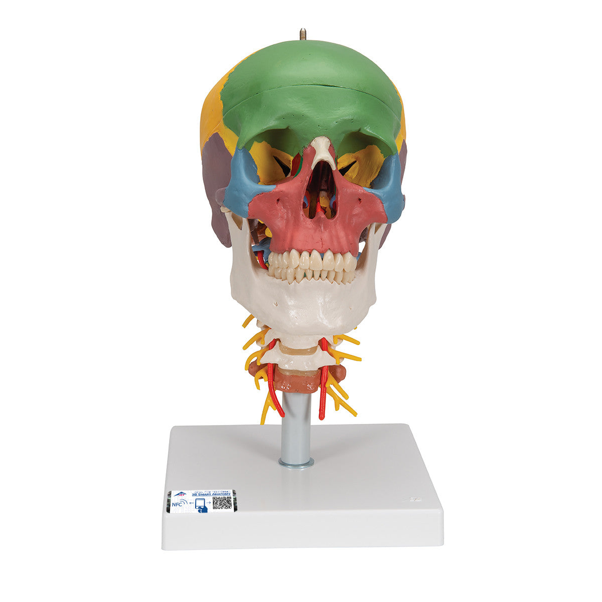 Didactic Skull on Cervical Spine | 3B Scientific A20/2