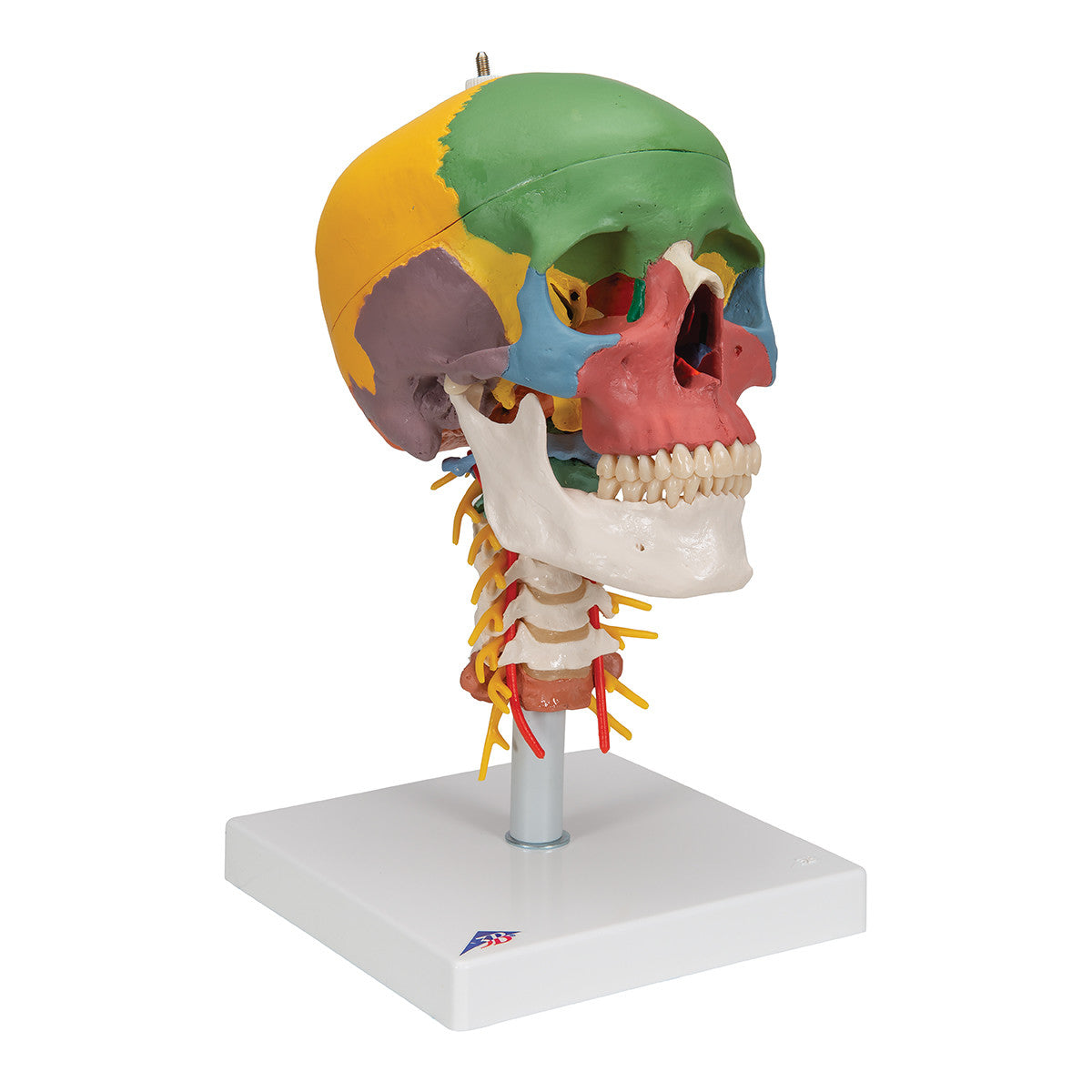 Didactic Skull on Cervical Spine | 3B Scientific A20/2