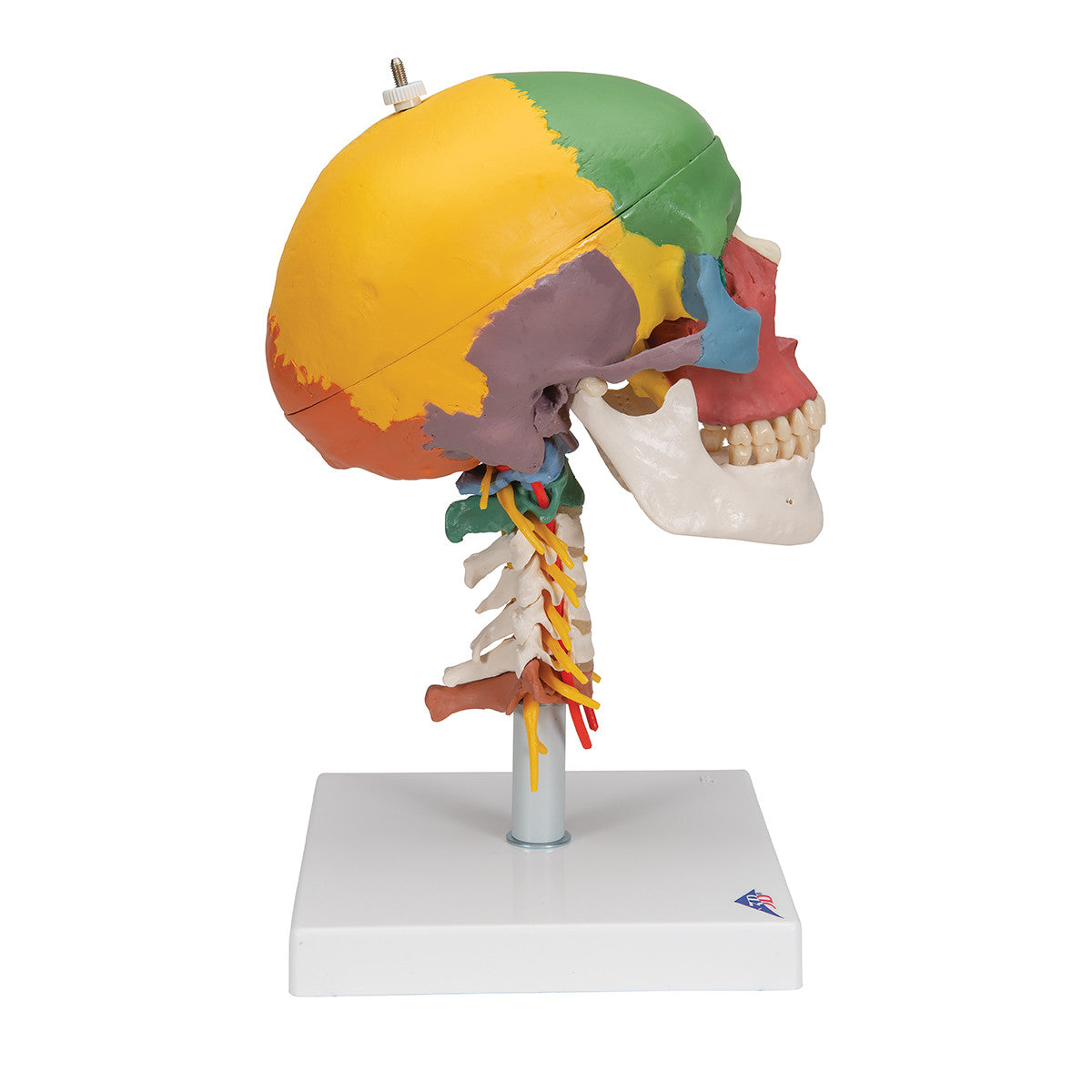 Didactic Skull on Cervical Spine | 3B Scientific A20/2