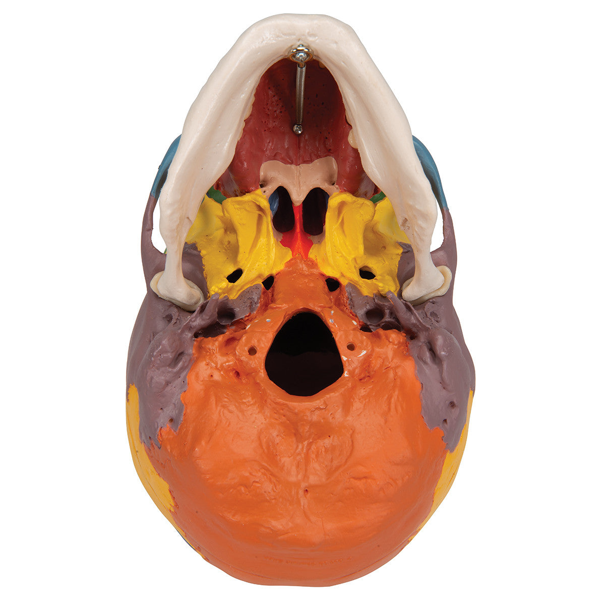 Didactic Skull on Cervical Spine | 3B Scientific A20/2