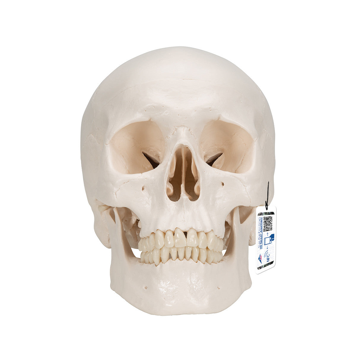 Classic Human Skull Model with 5 part Brain | 3B Scientific A20/9