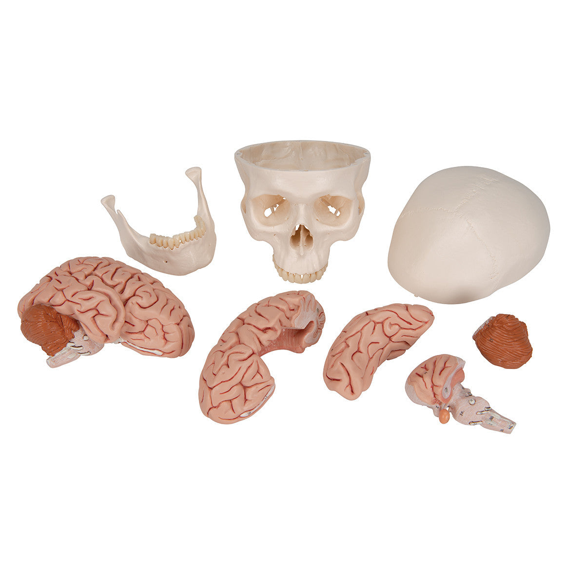 Classic Human Skull Model with 5 part Brain | 3B Scientific A20/9