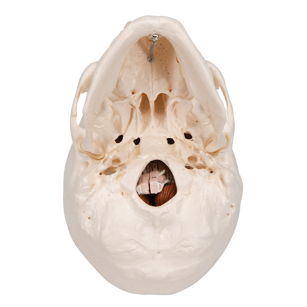 Classic Human Skull Model with 5 part Brain | 3B Scientific A20/9