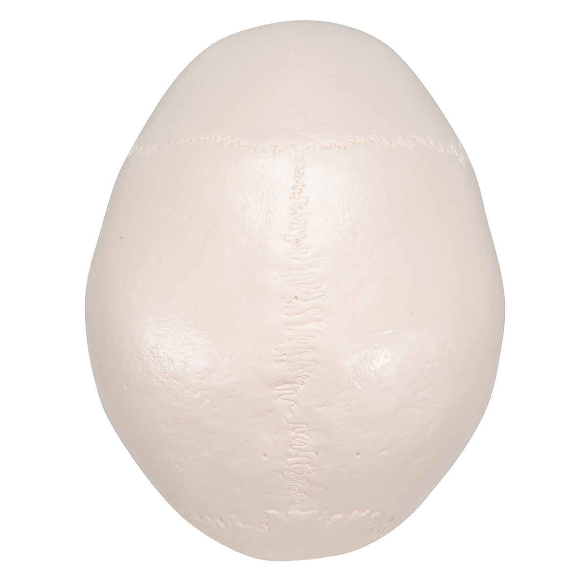 Classic Human Skull Model with 5 part Brain | 3B Scientific A20/9