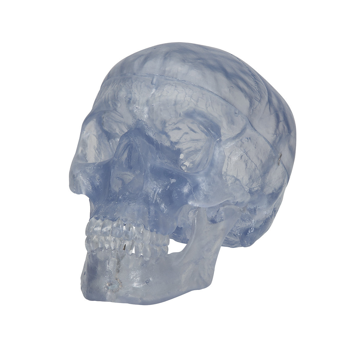Artificial, Transparent Skull Model, 3 part | 3B Scientific A20/T