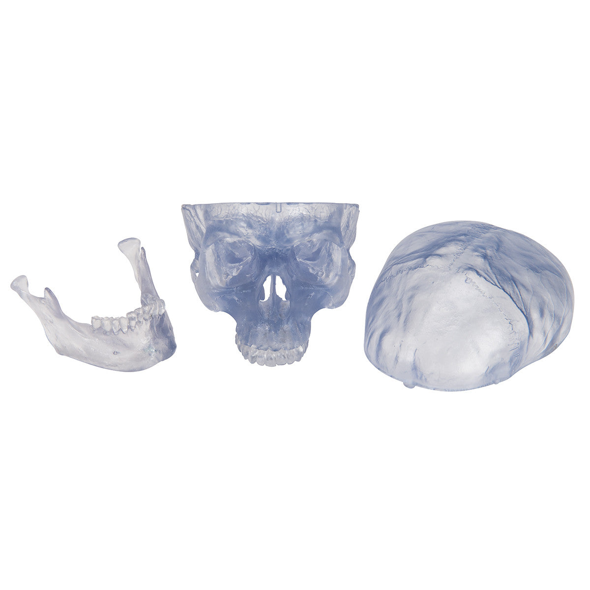 Artificial, Transparent Skull Model, 3 part | 3B Scientific A20/T