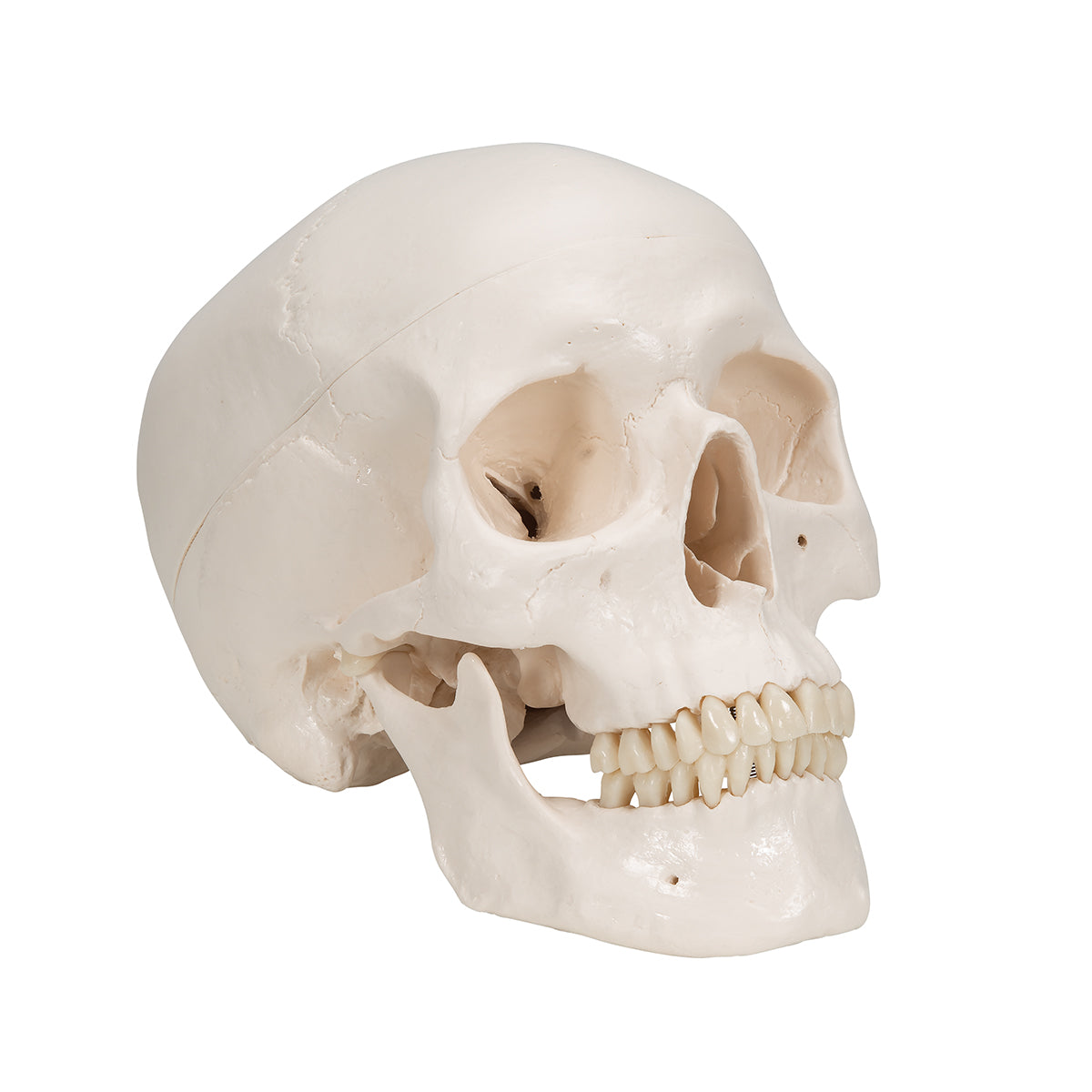 Classic Human Skull Model, 3 part - 3B Scientific A20, view 12
