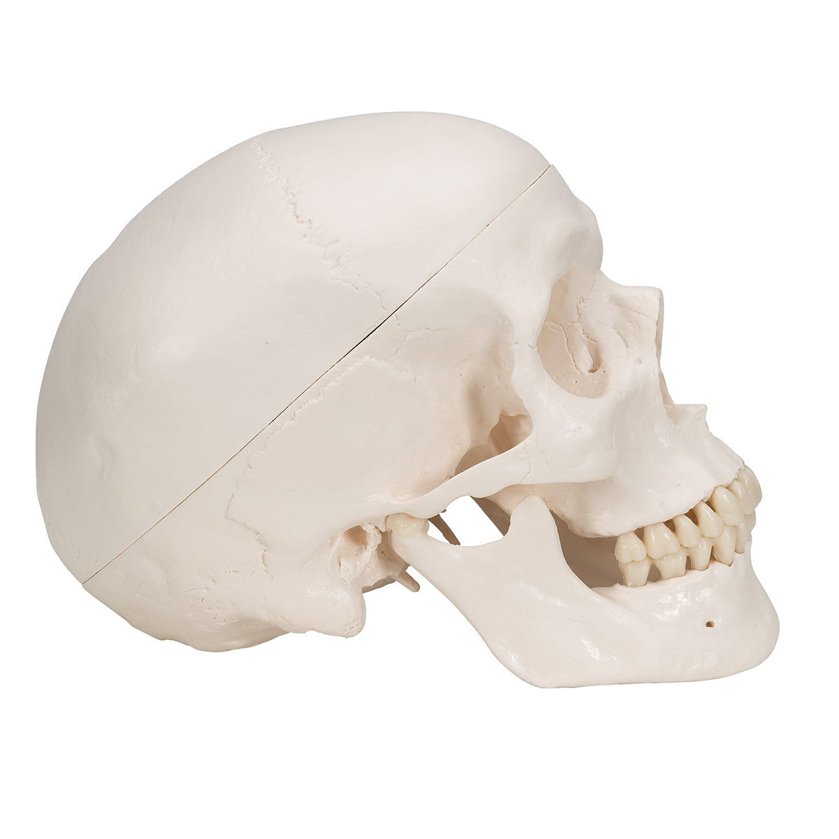 Classic Human Skull Model, 3 part - 3B Scientific A20, view 13