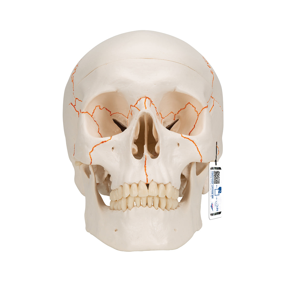 Numbered Human Classic Skull, 3-part