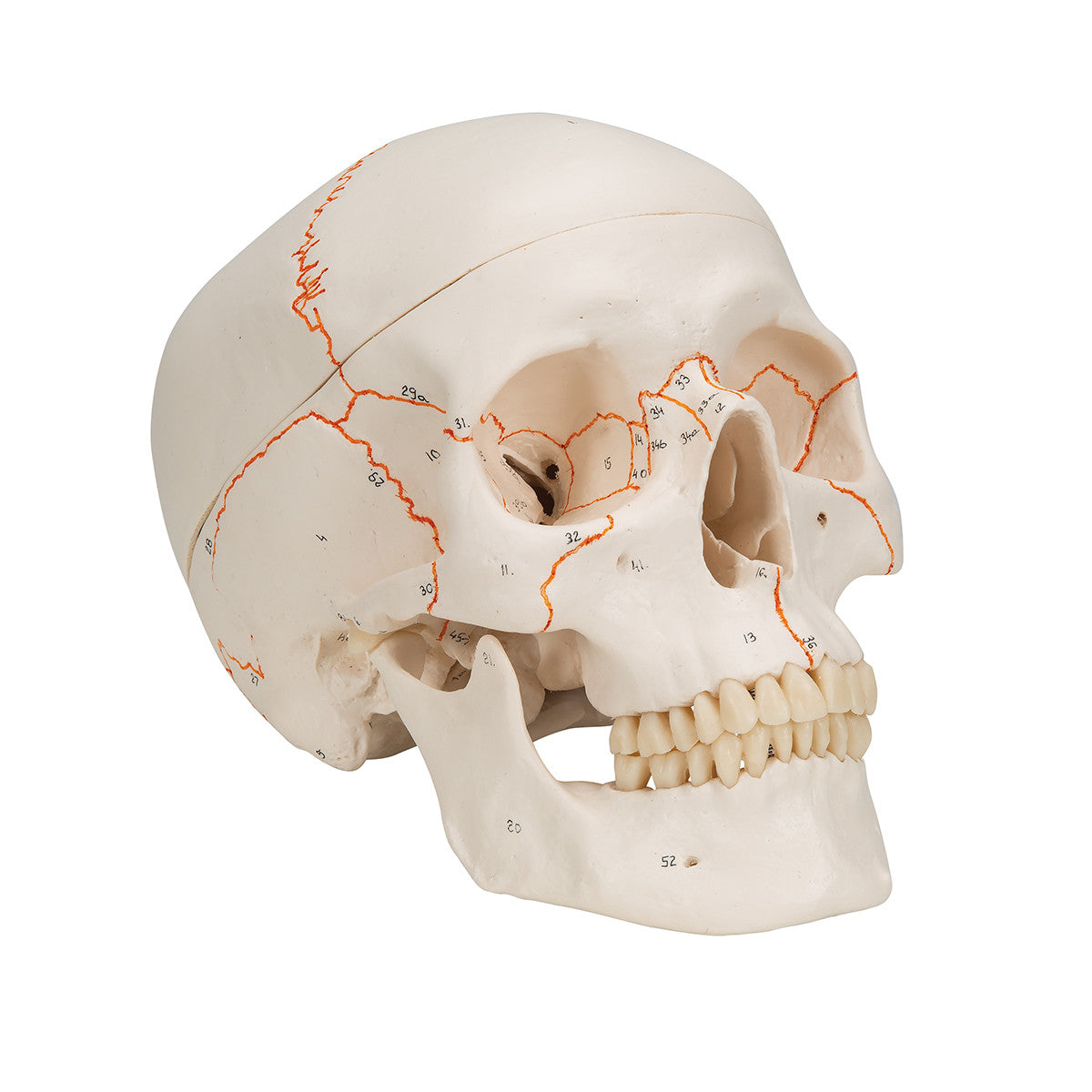 Numbered Human Classic Skull, 3-part | 3B Scientific A21