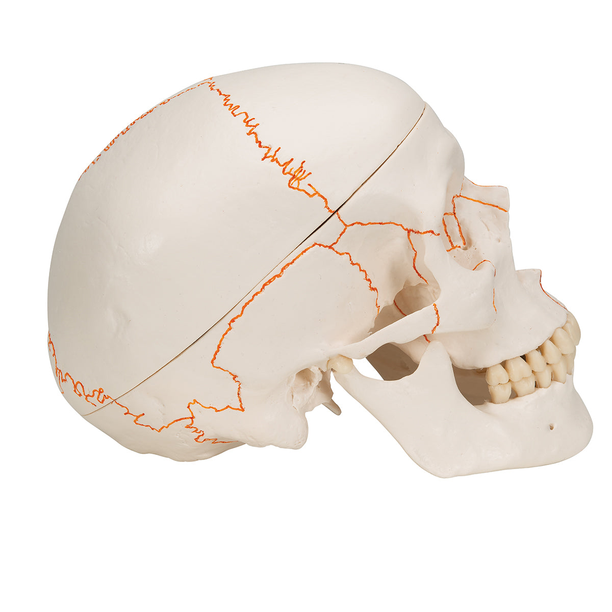 Numbered Human Classic Skull, 3-part - 3B Scientific A21, view 9