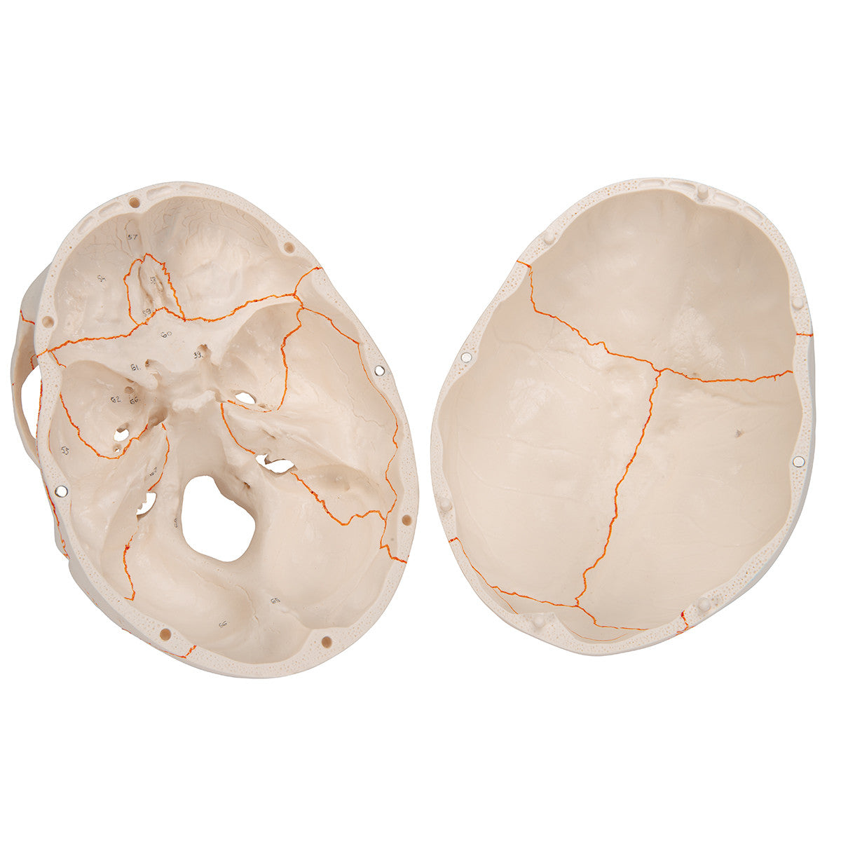 Numbered Human Classic Skull, 3-part | 3B Scientific A21