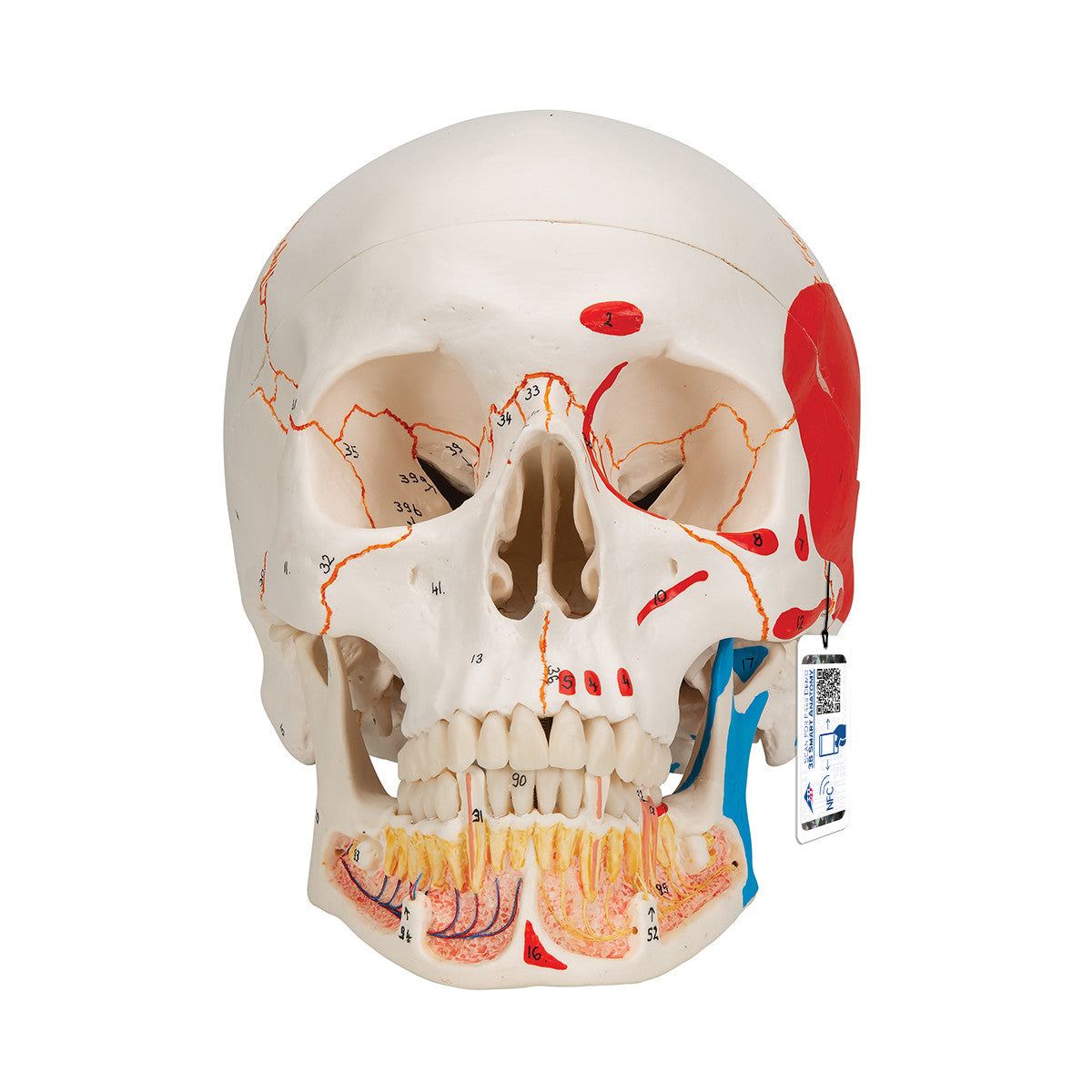 Classic Human Skull with Opened Lower Jaw, 3-part, painted | 3B Scientific A22/1