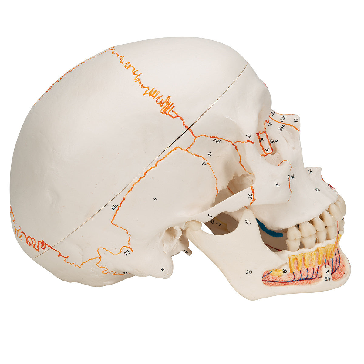 Classic Human Skull Model with Opened Lower Jaw, 3-parts | 3B Scientific A22