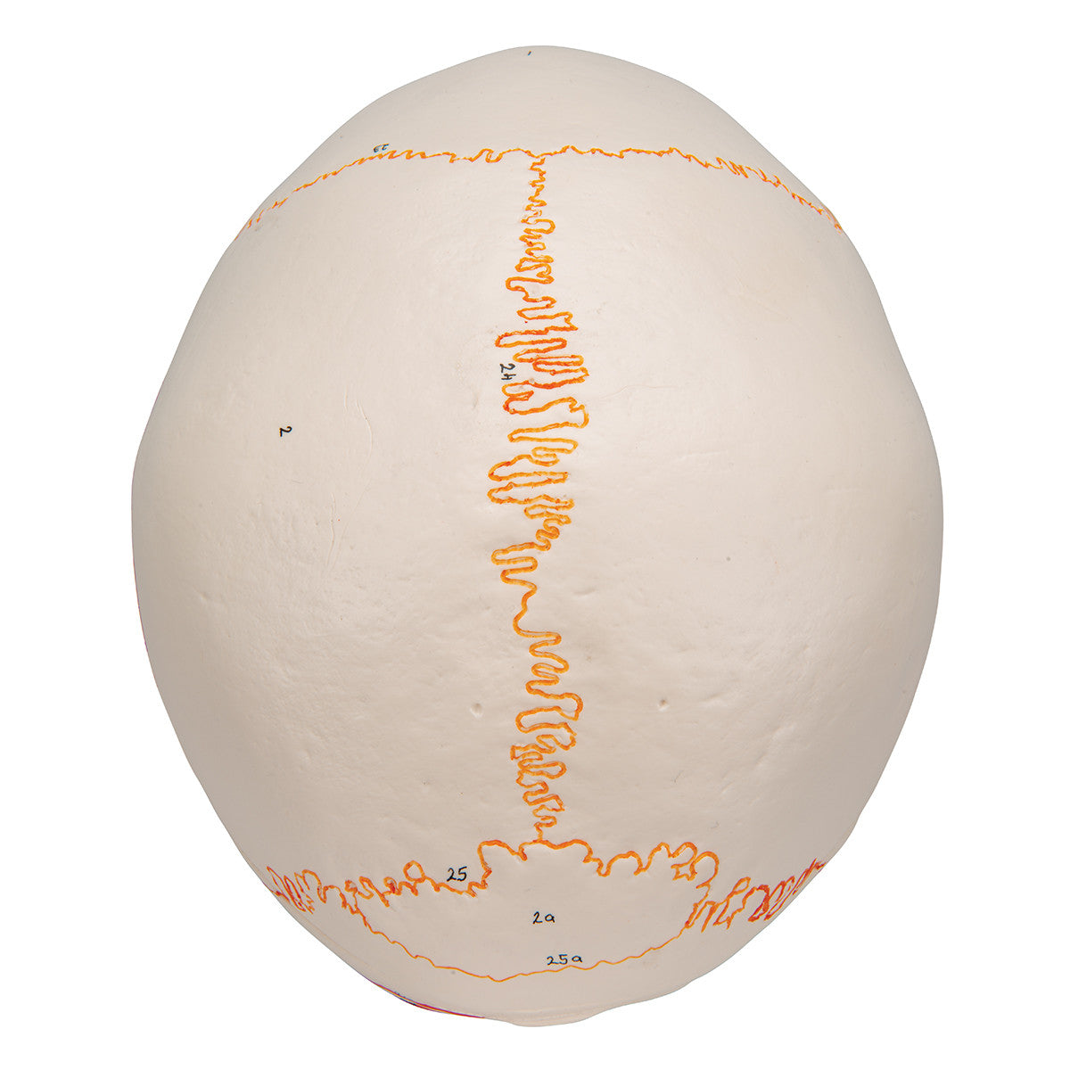 Classic Human Skull Model with Opened Lower Jaw, 3-parts | 3B Scientific A22