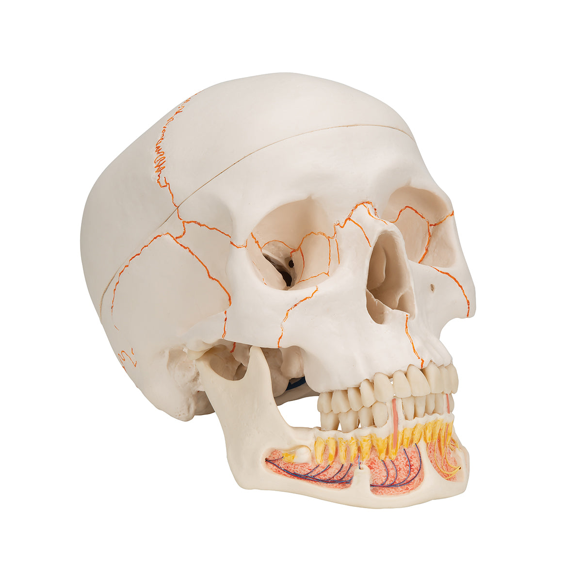 Classic Human Skull Model with Opened Lower Jaw, 3 part