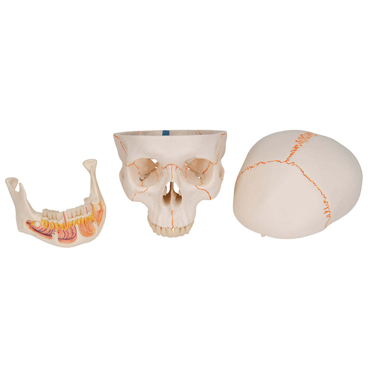 Classic Human Skull Model with Opened Lower Jaw, 3 part