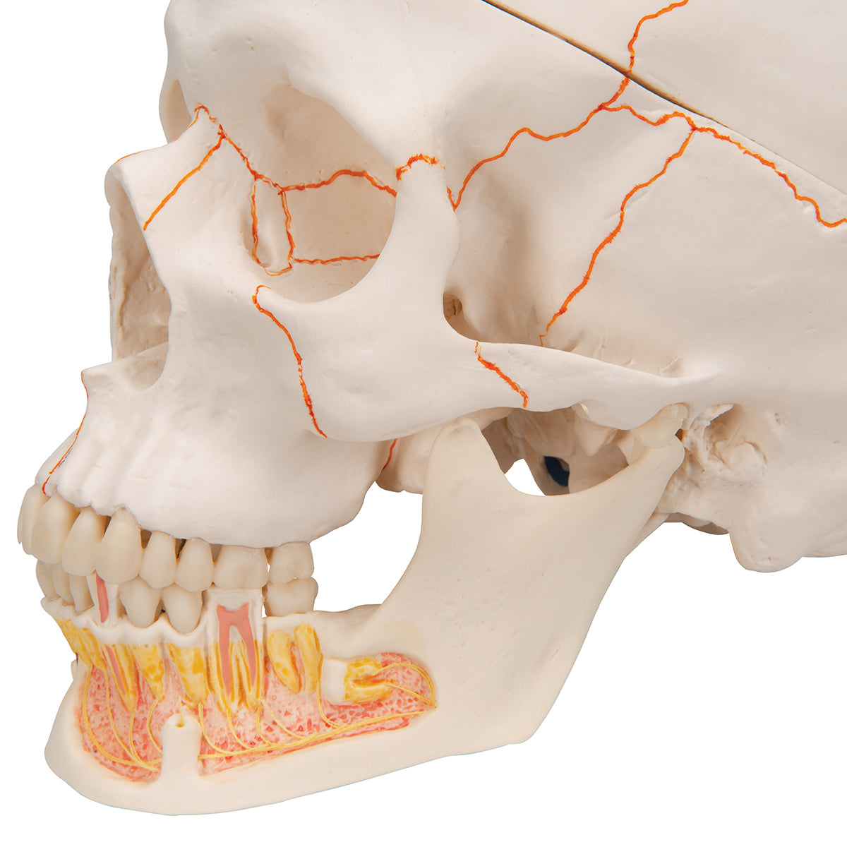 Classic Human Skull Model with Opened Lower Jaw, 3 part
