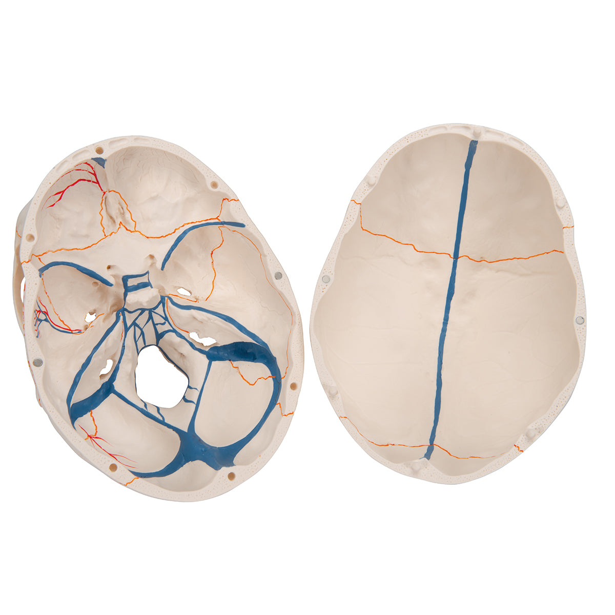 Classic Human Skull Model with Opened Lower Jaw, 3 part