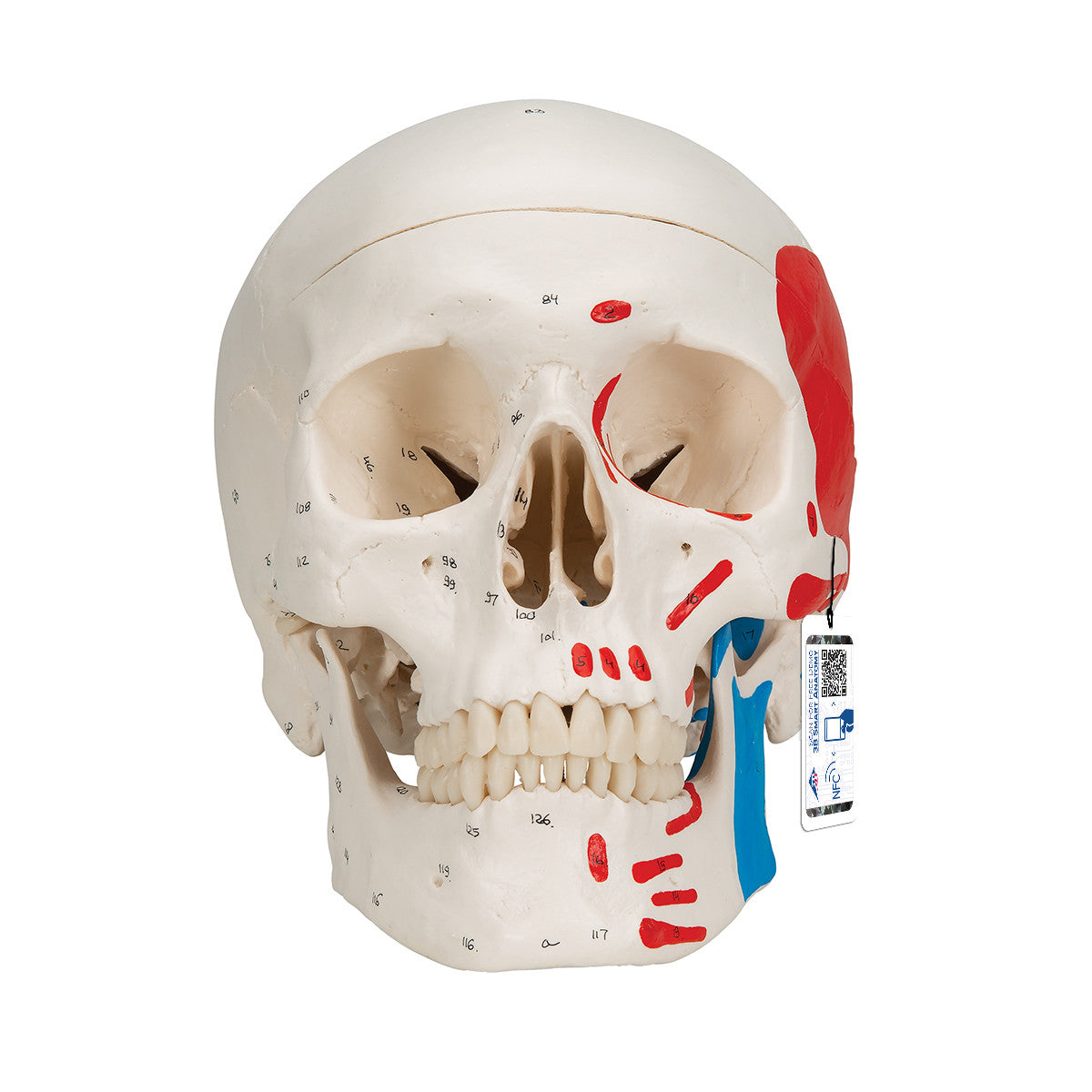 Classic Human Skull Model, painted, 3-part | 3B Scientific A23