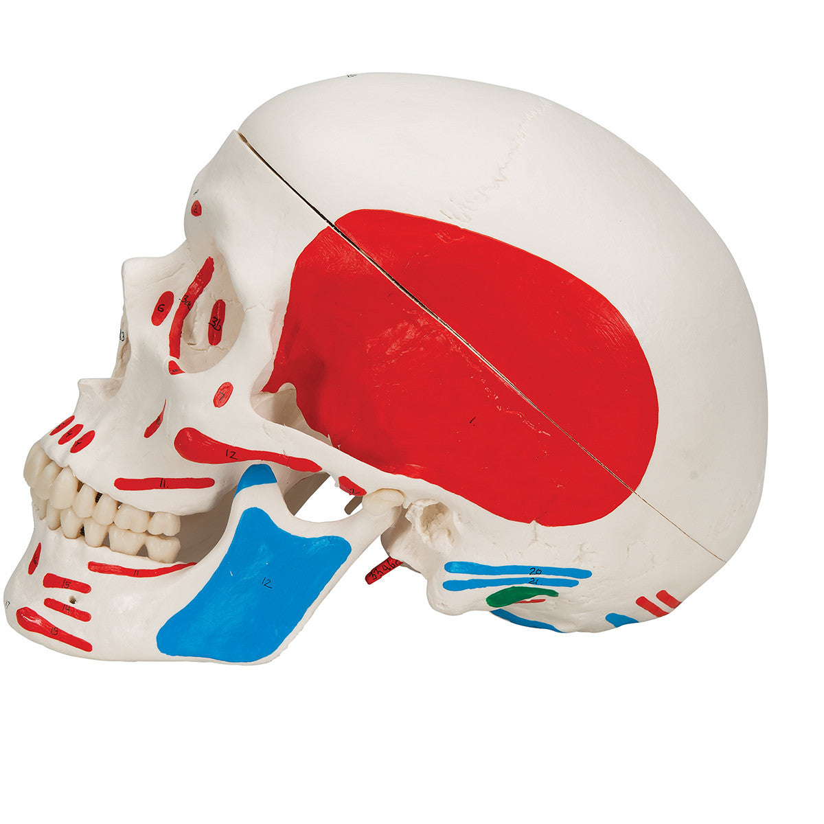 Classic Human Skull Model, painted, 3-part | 3B Scientific A23