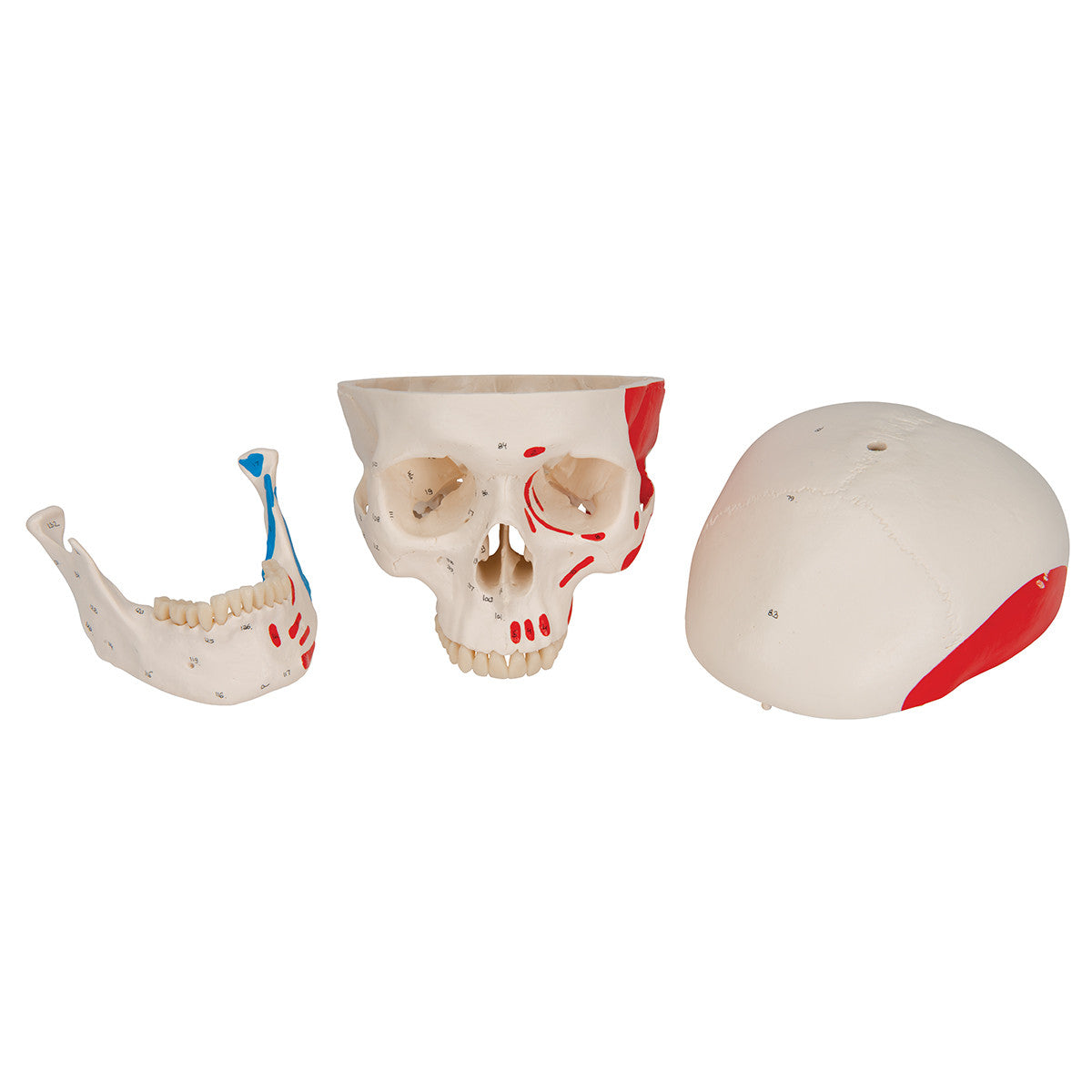 Classic Human Skull Model, painted, 3-part | 3B Scientific A23