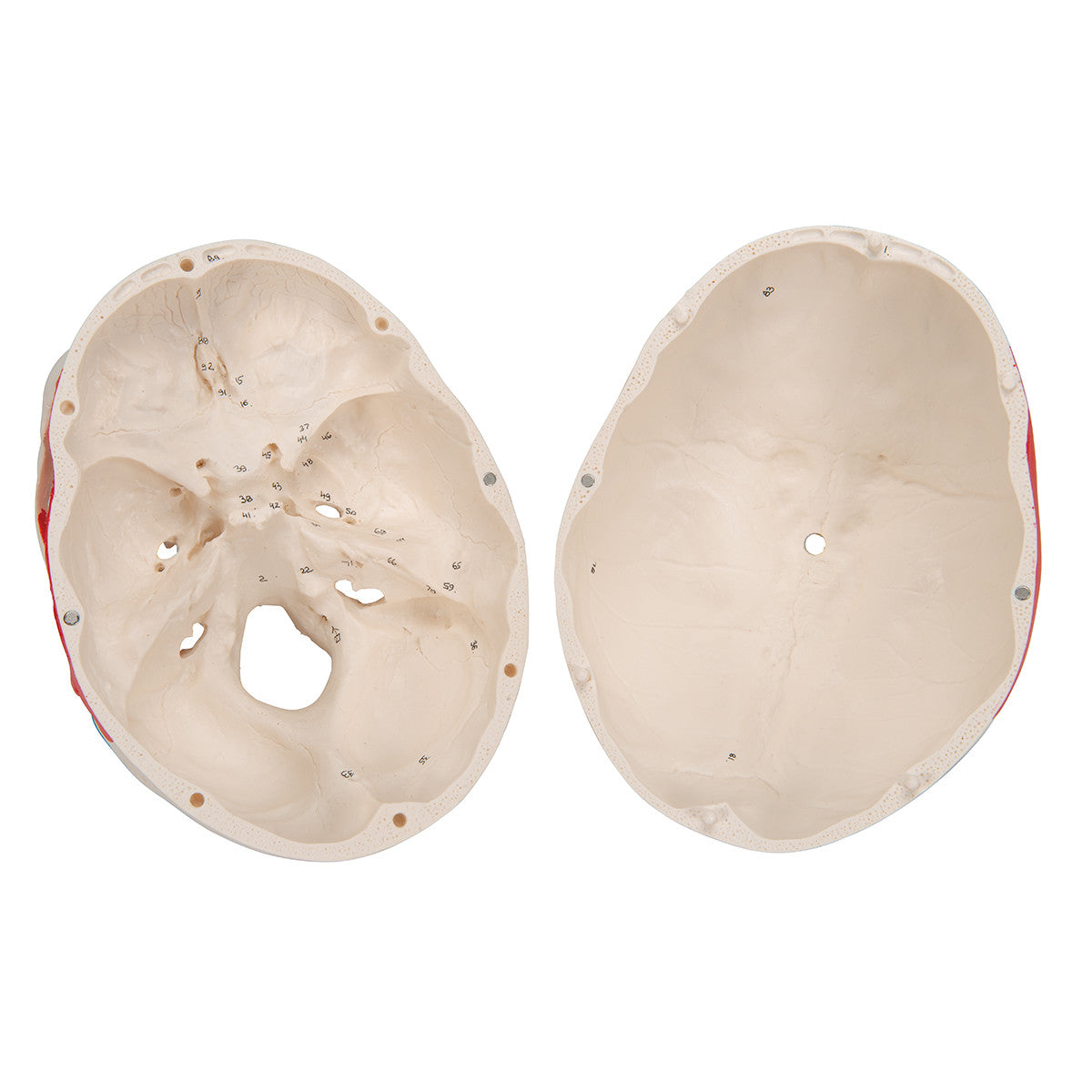 Classic Human Skull Model, painted, 3-part | 3B Scientific A23