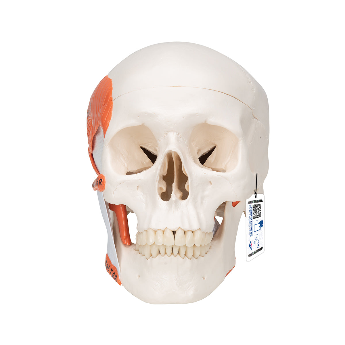 TMJ Human Skull Model, Demonstrates Functions of Masticator Muscles, 2 part - 3B Scientific A24, view 9
