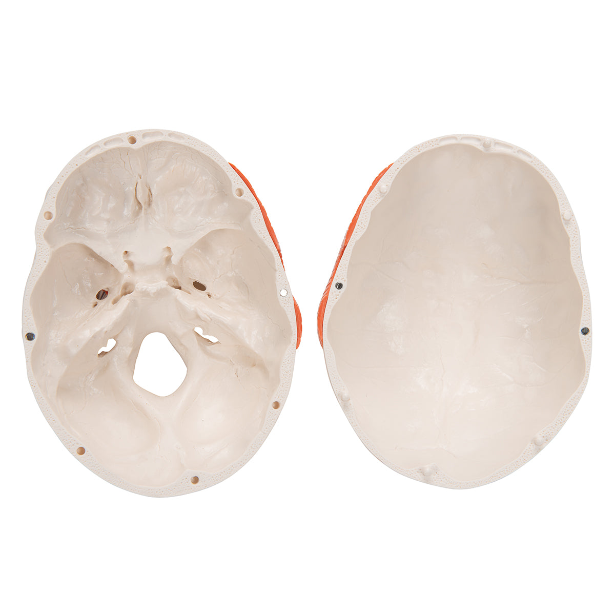 TMJ Human Skull Model, Demonstrates Functions of Masticator Muscles, 2 part - 3B Scientific A24, view 11