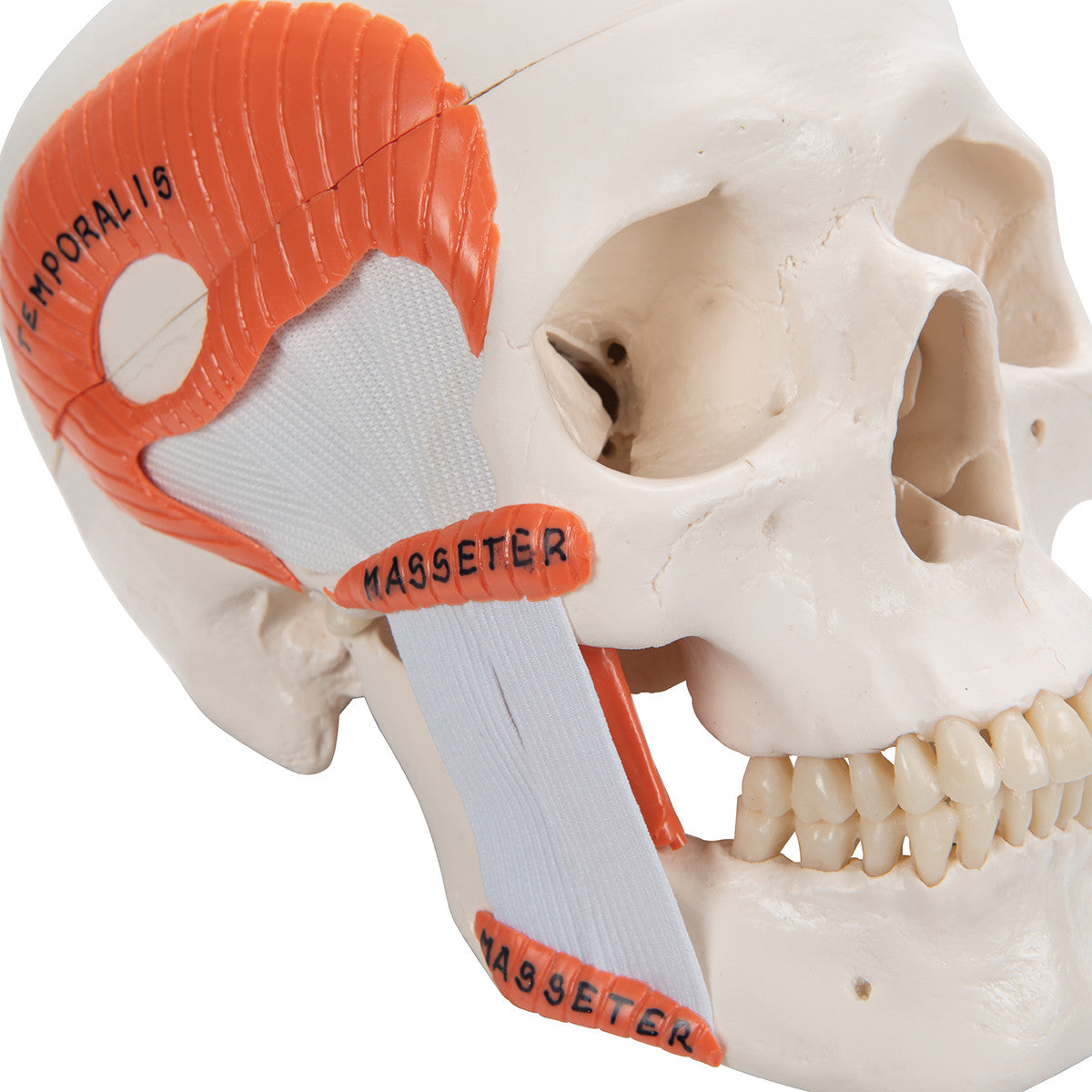 TMJ Human Skull Model