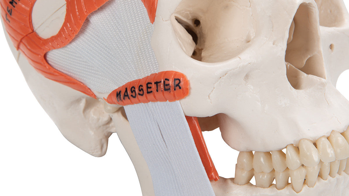 TMJ Human Skull Model, Demonstrates Functions of Masticator Muscles, 2 part - 3B Scientific A24, view 7