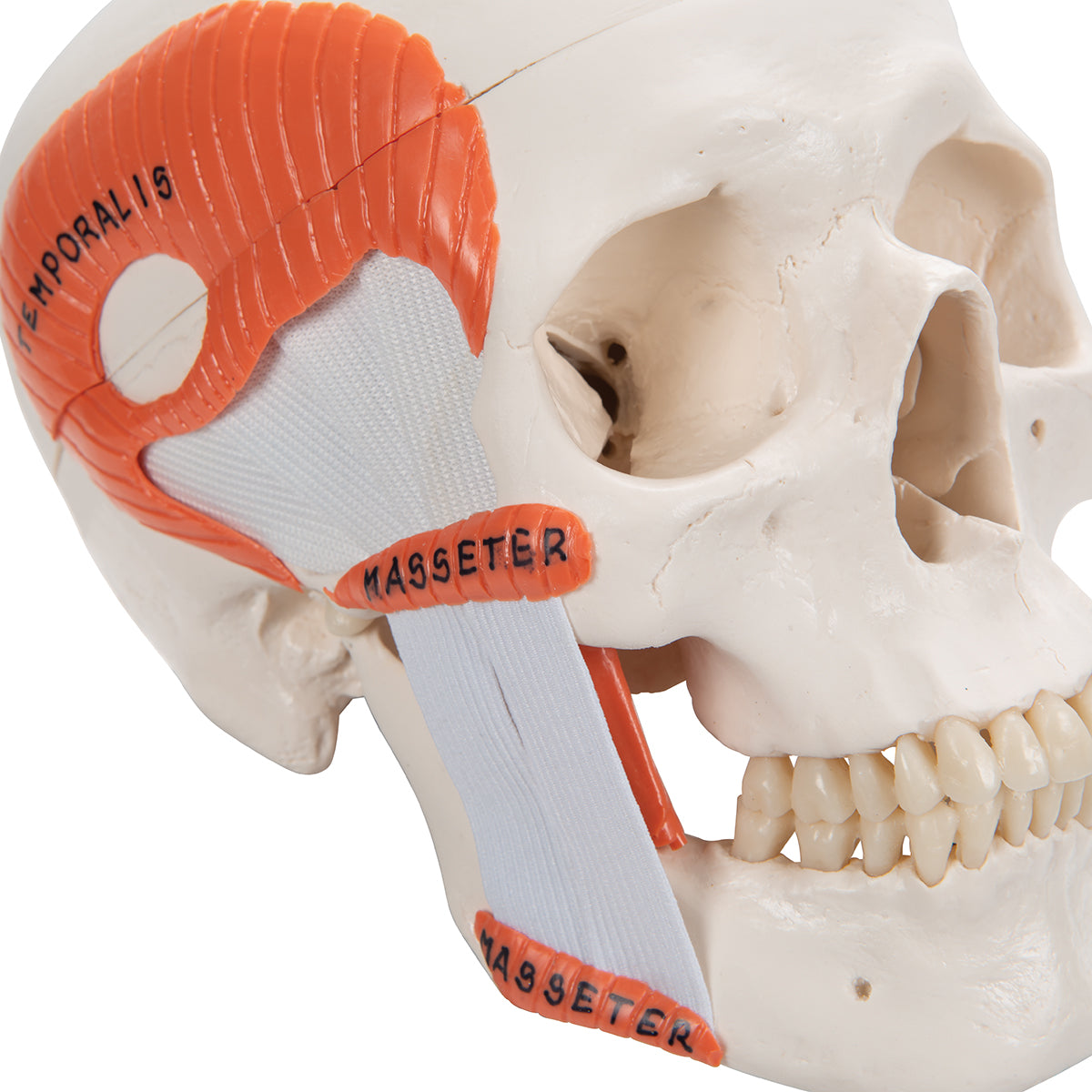 TMJ Human Skull Model, Demonstrates Functions of Masticator Muscles, 2 part - 3B Scientific A24, view 15
