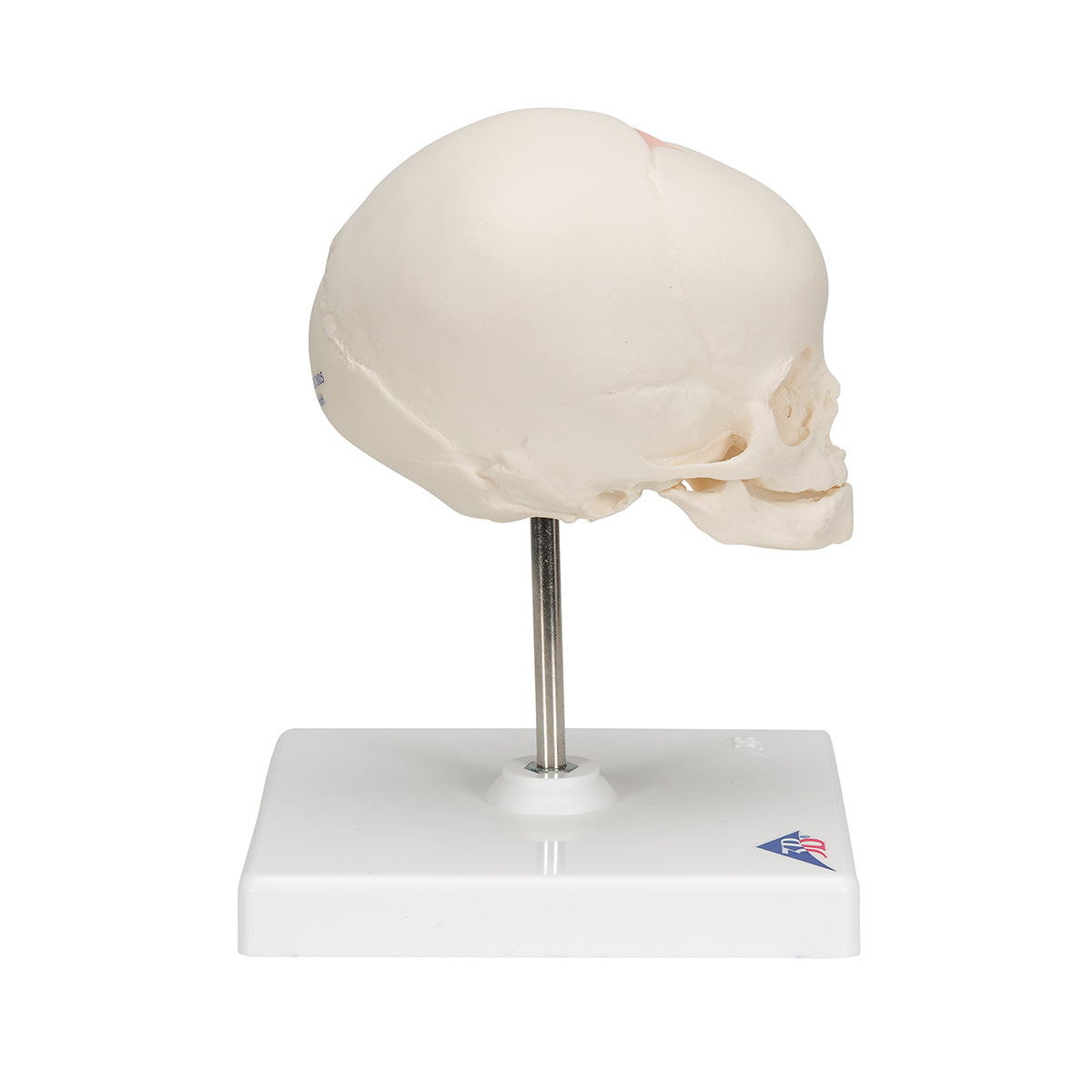 Fetal Skull Model, Natural Cast, 30th week of Pregnancy, on Stand - 3B Scientific A26, view 9