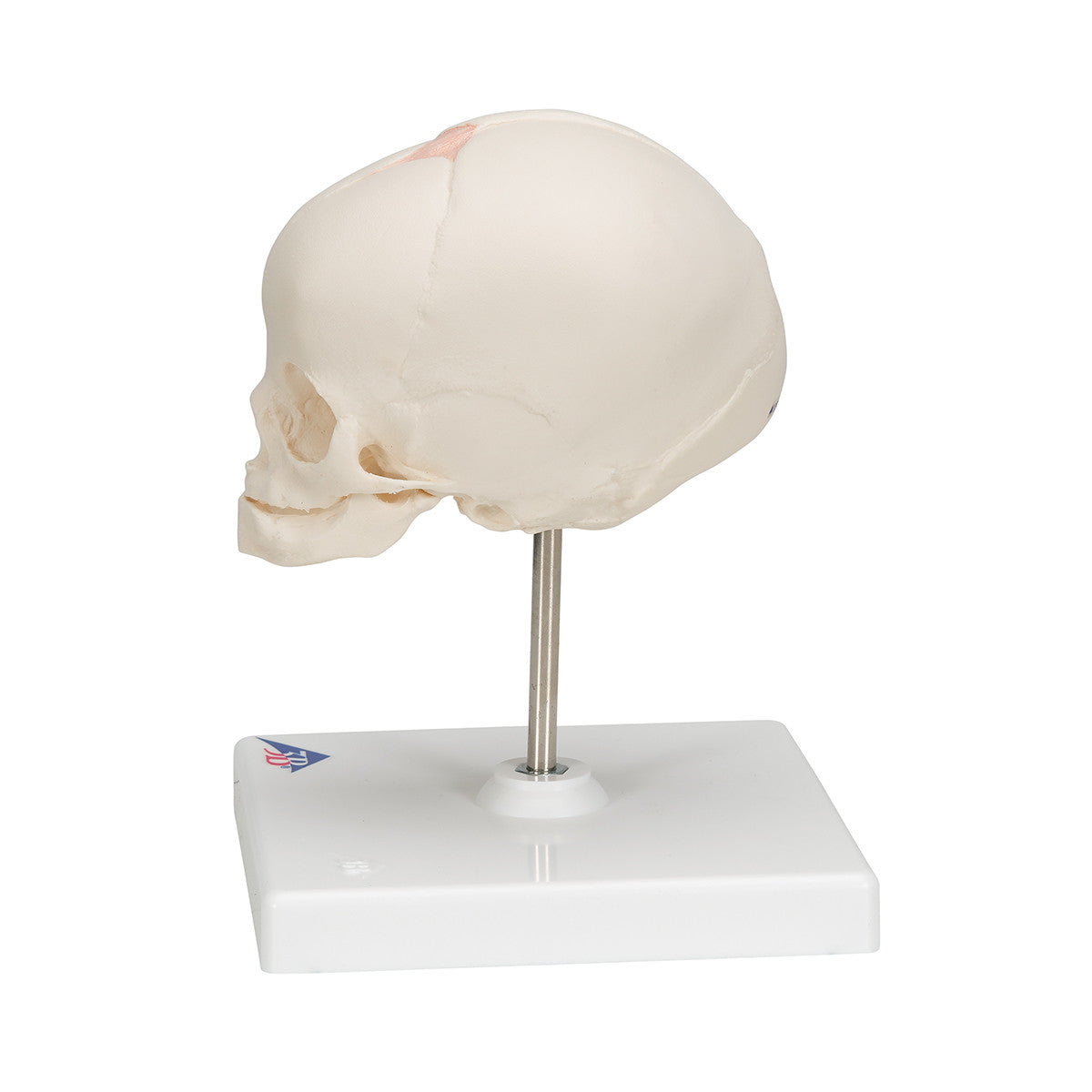 Fetal Skull with Stand | 3B Scientific A26