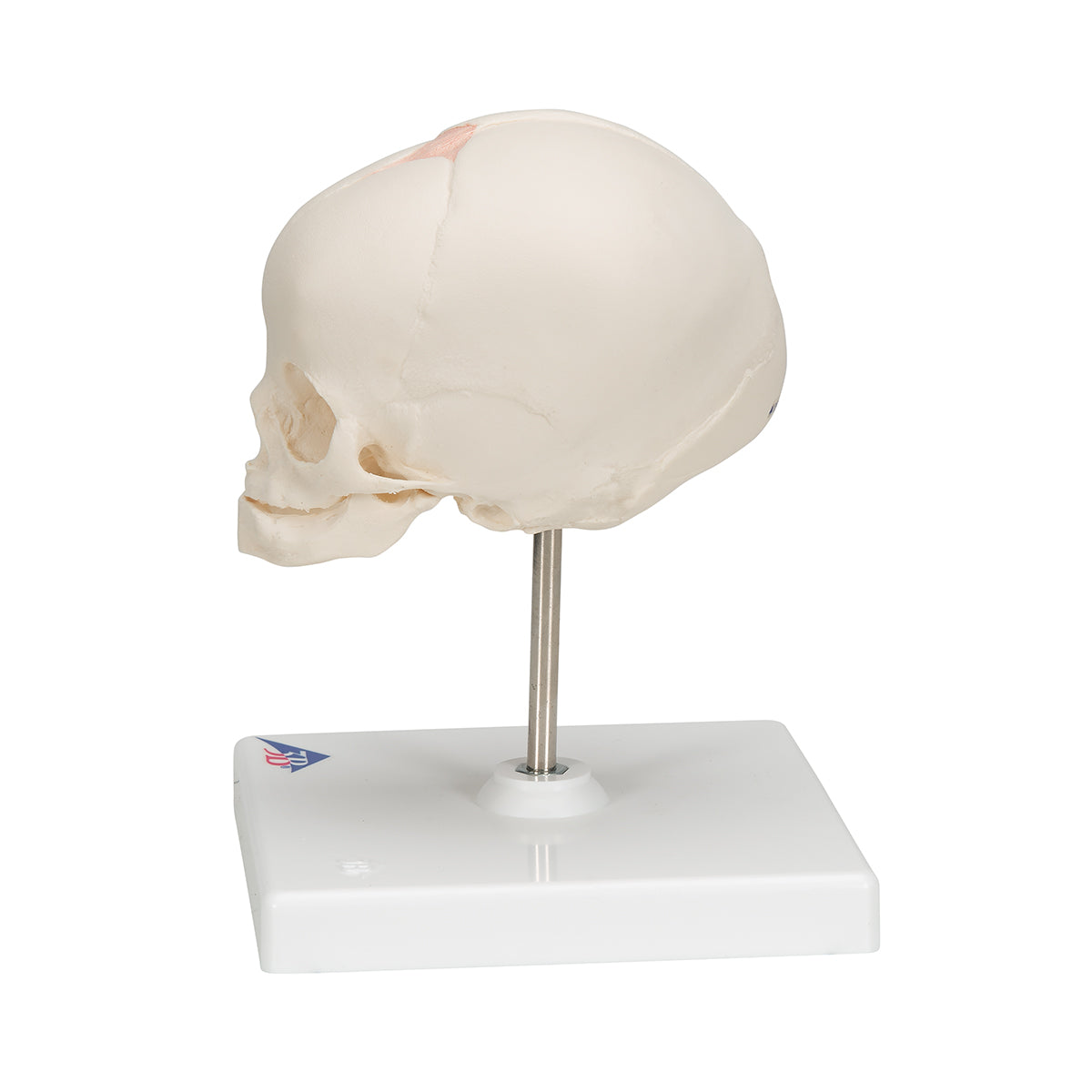 Fetal Skull Model, Natural Cast, 30th week of Pregnancy, on Stand - 3B Scientific A26, view 11