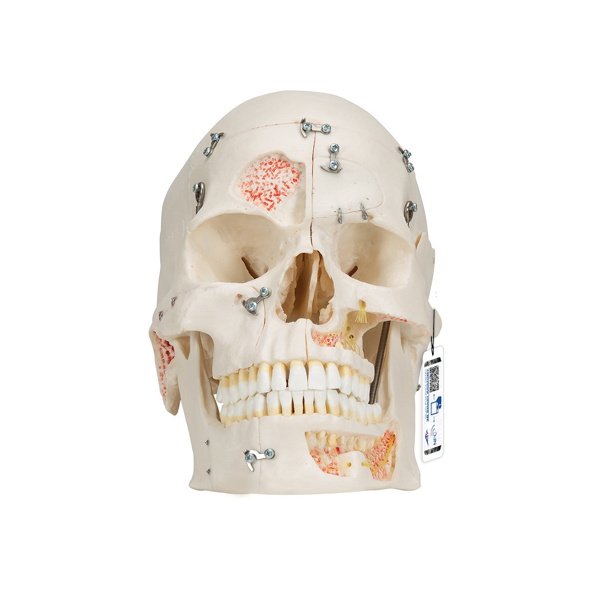 Deluxe Demonstration Skull | 3B Scientific A27