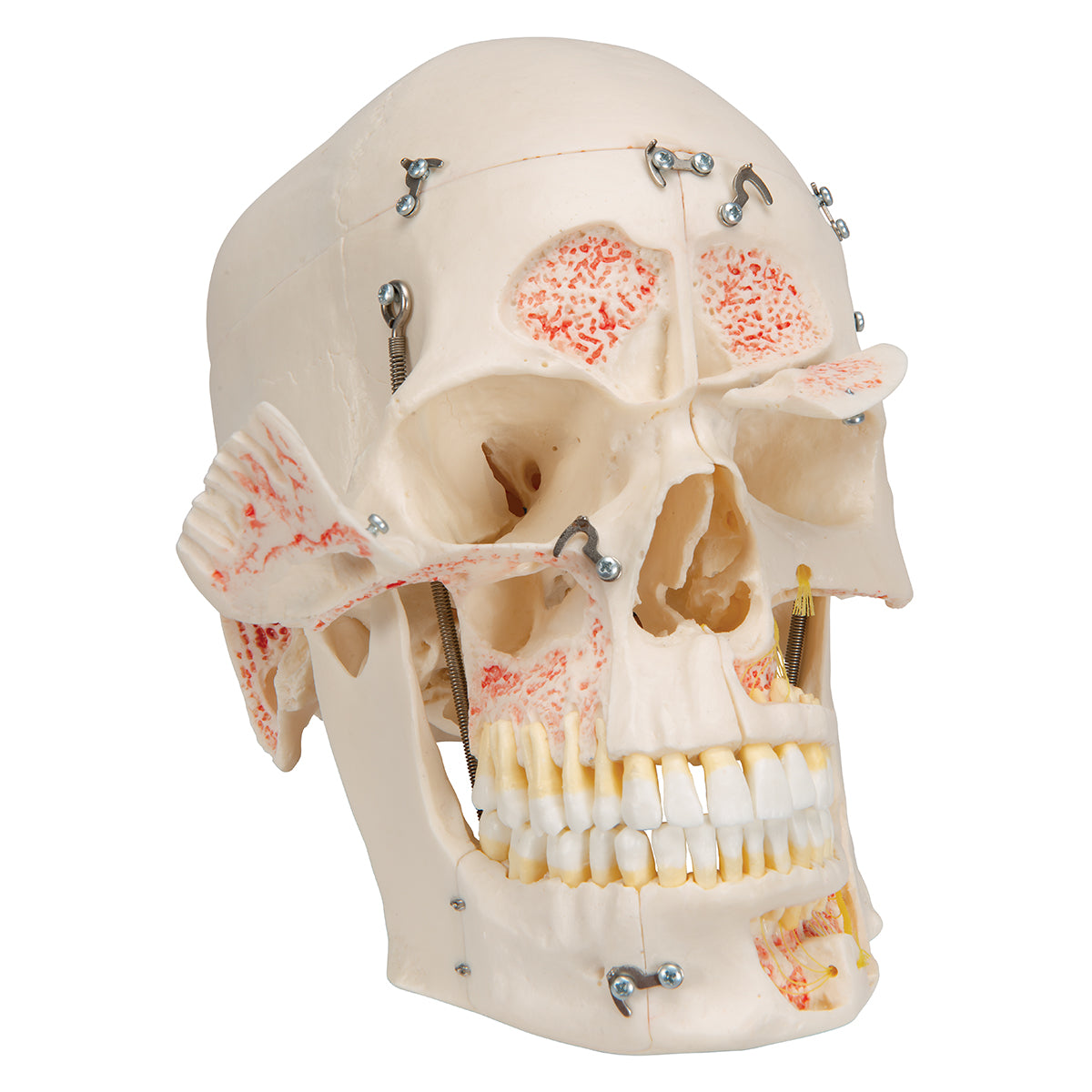 Deluxe Human Demonstration Dental Skull Model, 10 part - 3B Scientific A27, view 5