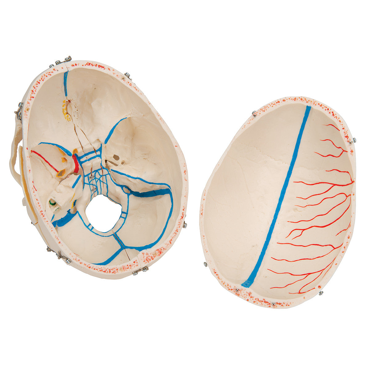 Deluxe Demonstration Skull | 3B Scientific A27