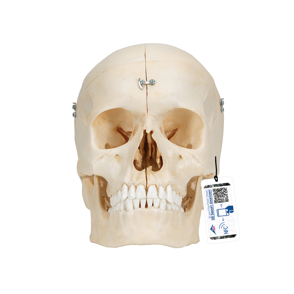 BONElike Human Bony Skull Model, 6 part - 3B Scientific A281, view 8