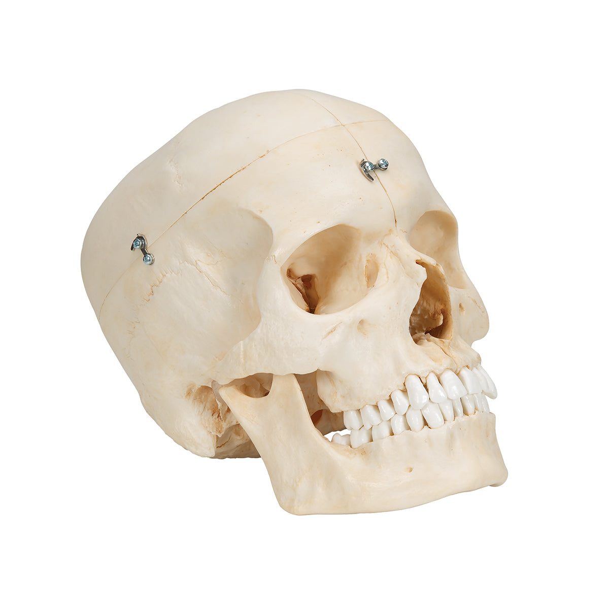 BONElike Human Bony Skull Model, 6 part - 3B Scientific A281, view 2