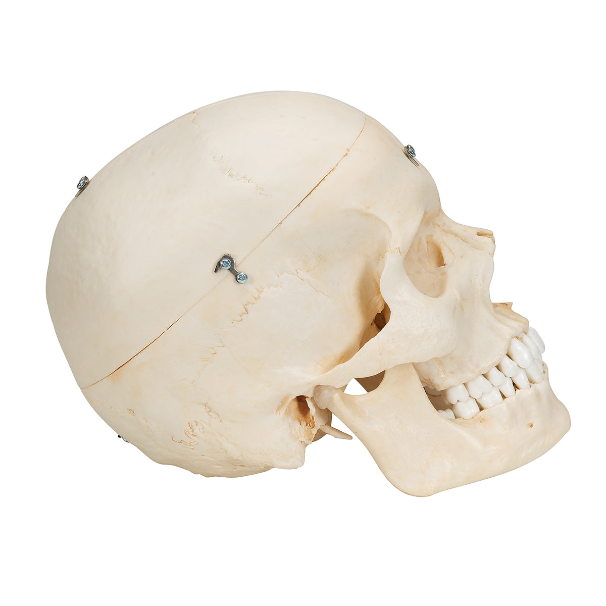 BONElike Human Bony Skull Model, 6 part - 3B Scientific A281, view 3