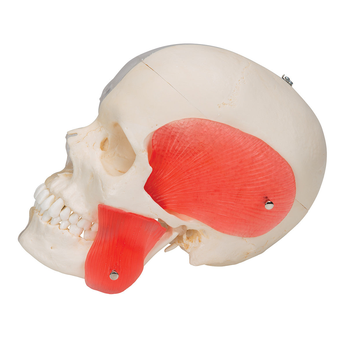 BONElike Human Skull Model, Half transparent and Half Bony, 8 part | 3B Scientific A282