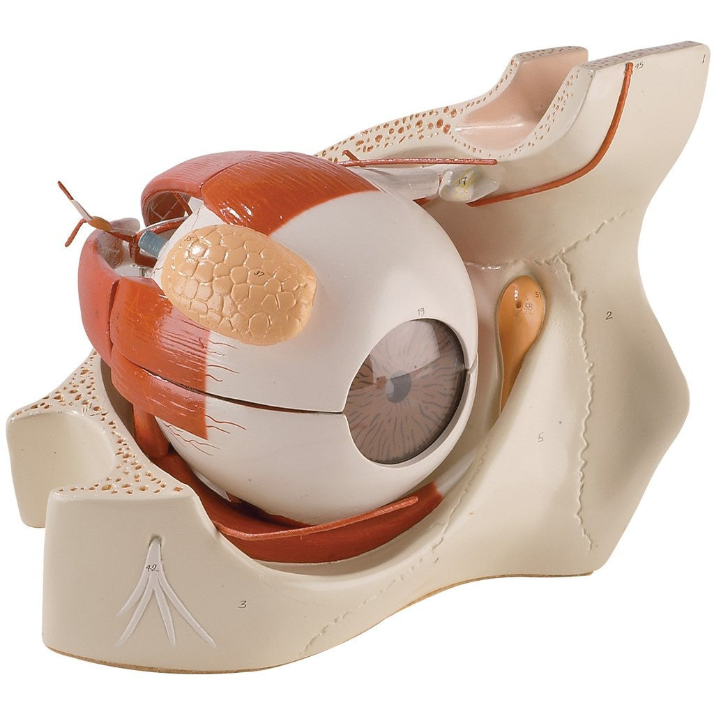 0182-00 Giant Eye in Bony Orbit