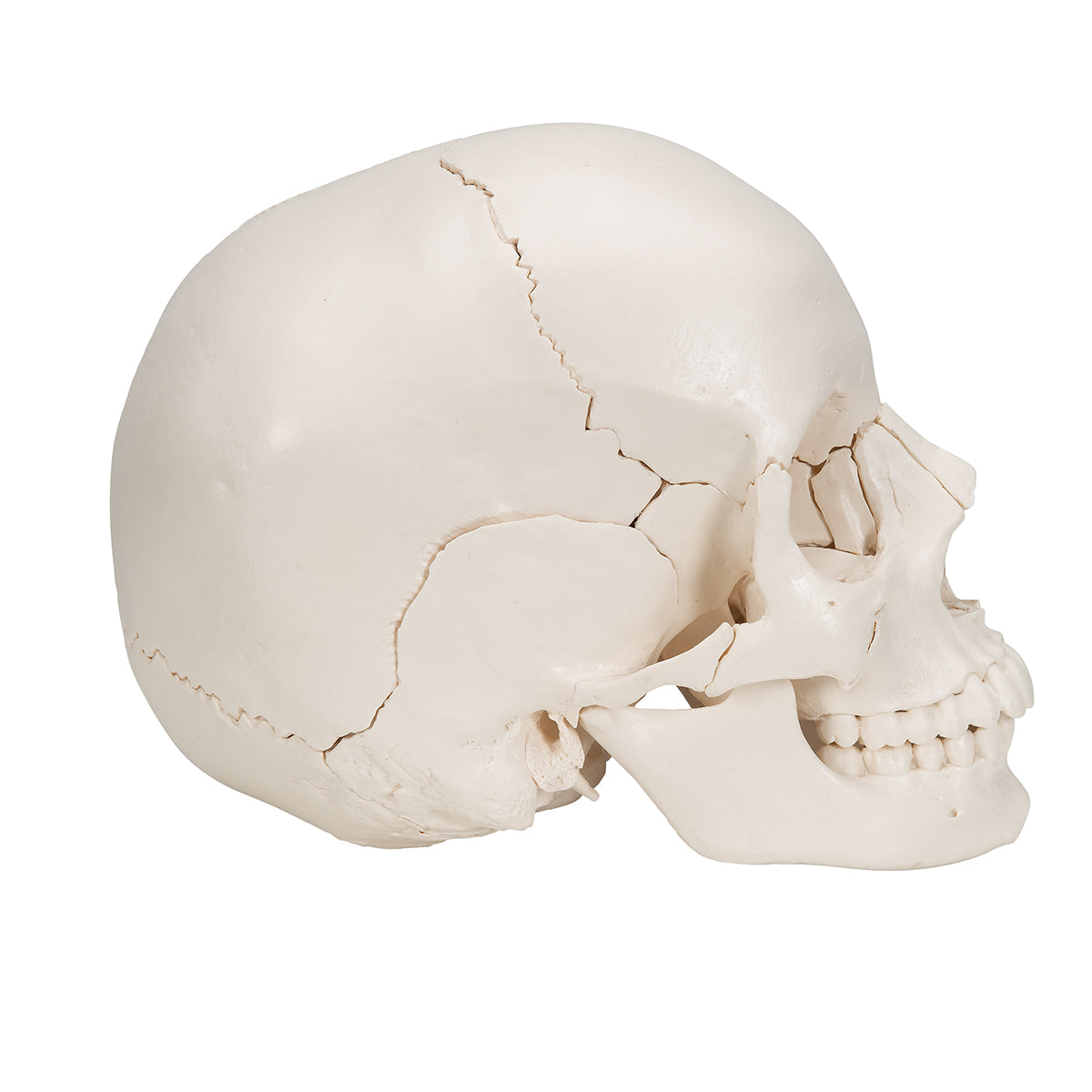 Beauchene Adult Human Skull Model, Bone Colored Version, 22 part - 3B Scientific A290, view 9