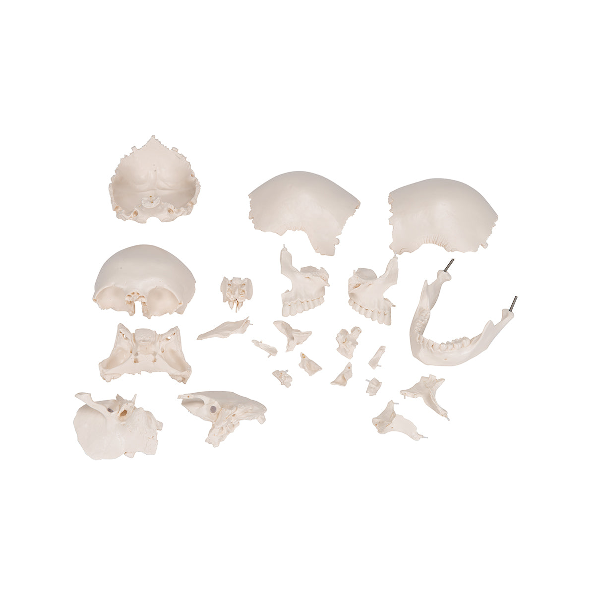 Beauchene Adult Human Skull Model, Bone Colored Version, 22 part - 3B Scientific A290, view 11