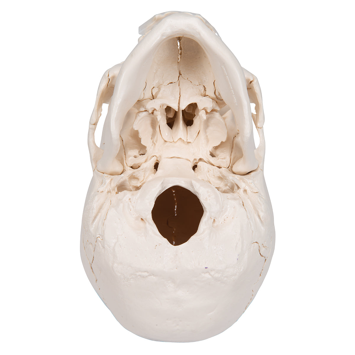 Beauchene Adult Human Skull Model, Bone Colored Version, 22 part - 3B Scientific A290, view 12