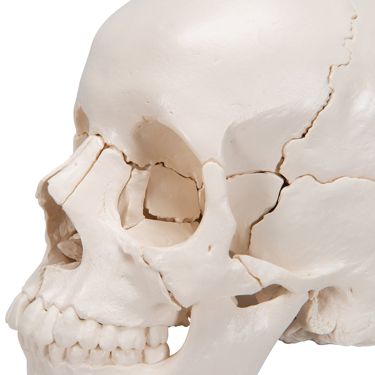 Beauchene Adult Human Skull Model, Bone Colored Version, 22 part - 3B Scientific A290, view 13