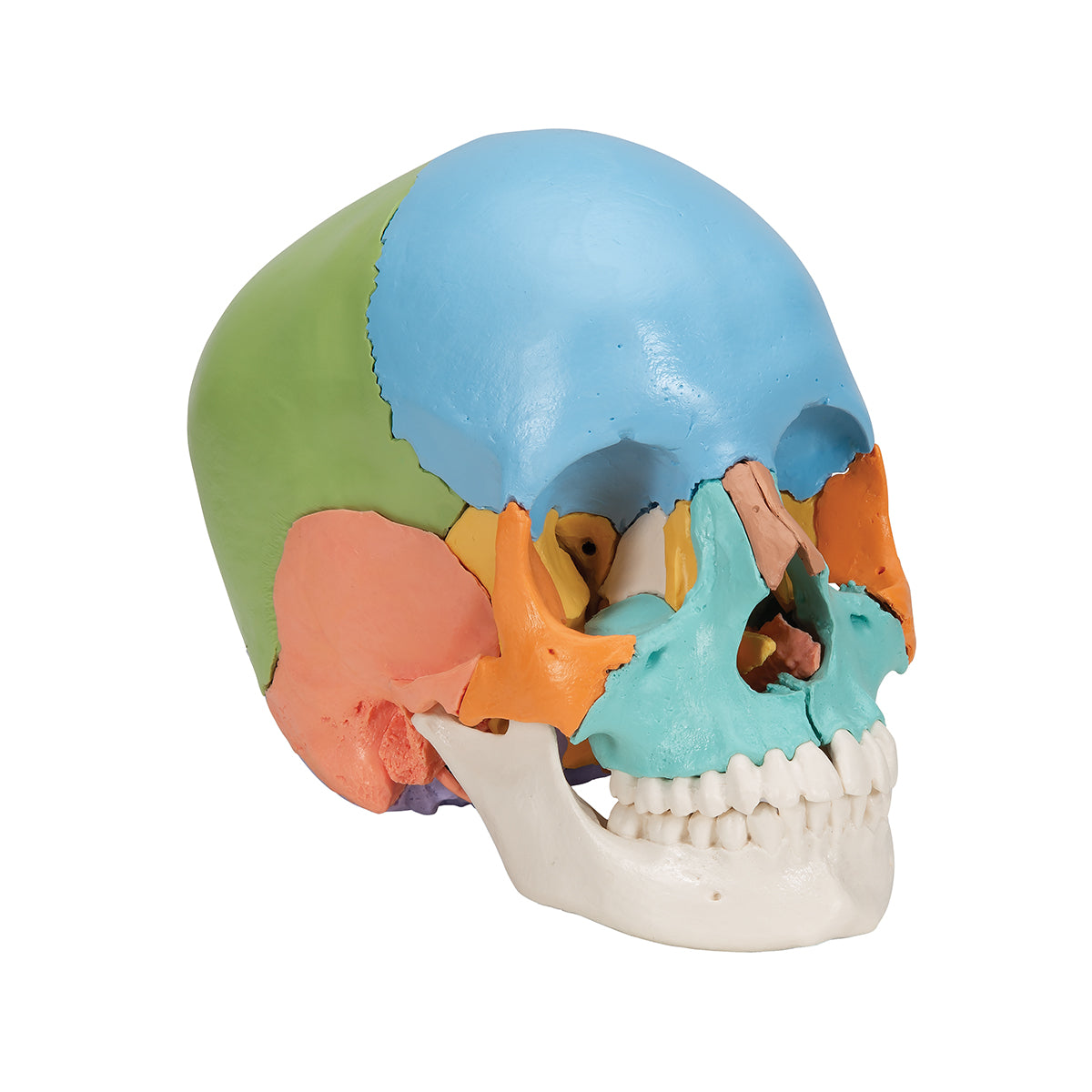 Beauchene Adult Human Skull Model, Didactic Colored Version, 22 part - 3B Scientific A291, view 8